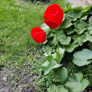 Fratellino (uku soprano)