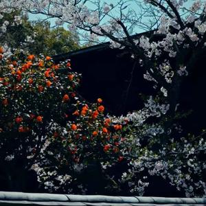 群星-哭七关（佳宇 remix）