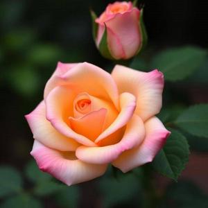 僕は君が好きです