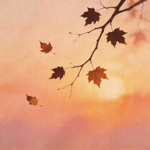 问心 (Acoustic Version)