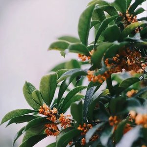 提取  追光逐梦.wav