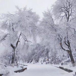 无言雪.wav无言雪