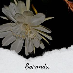 Boranda