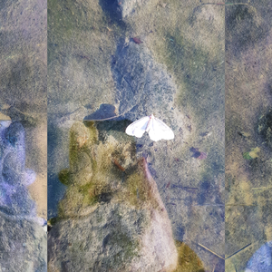 Koti mustan aukon laitamilla