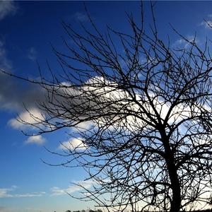 Fuglen (feat. Det nye navn)