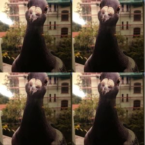 I'm Happiest When Most Away (Emily Brontë)