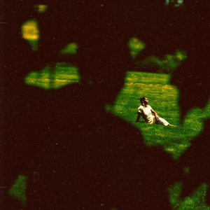 Hedges