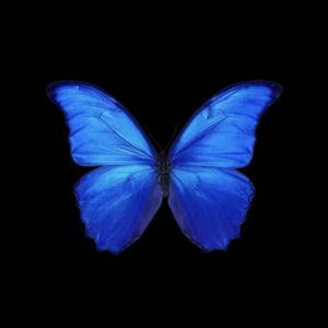 蓝色蝴蝶