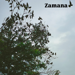 Zamana