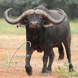 Veneno