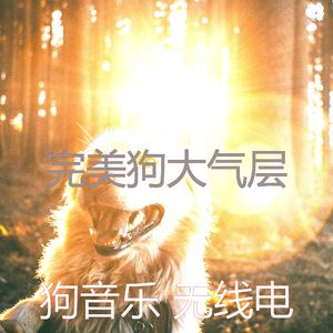 柔和的小狗时刻