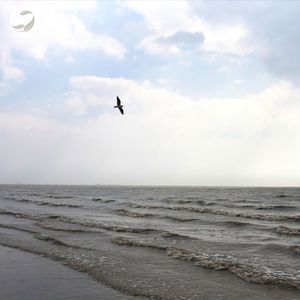 Synchronized Sounds of Sea and Sky