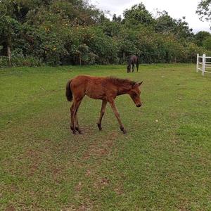 Dunnellon Whispers