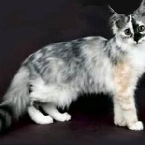 Vamos A Hacer Un Lio (sped up)