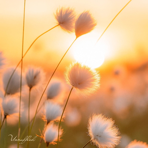 Inward Bloom
