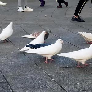 鸽子（翻自 徐秉龙）