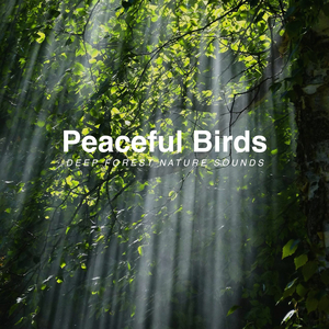 5am Birds in Forest