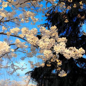 且借人间二两墨