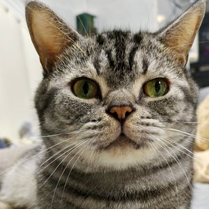 《酷狗不是狗》大师兄-抒情版