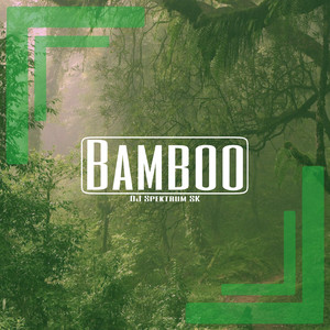 Bamboo