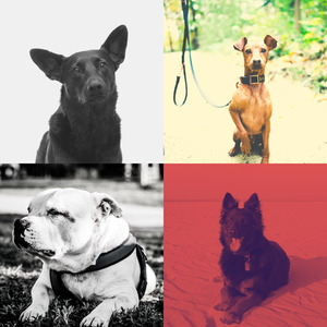 温和可爱的狗梦想