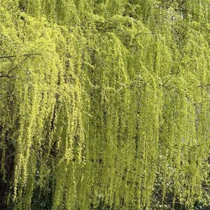 希望与梦想伴奏