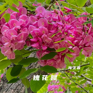 槐花赋