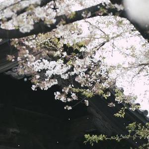 万物皆是自由诗