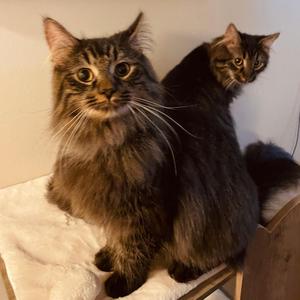 Withdrawing (Acoustic)