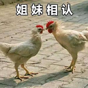 青白 （片段）（翻自 银临）