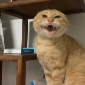 Tobu Life（哈基米REMIX）