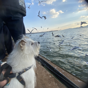 四个好朋友出去玩