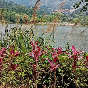 WAV文件_花期信笺_37096319742263808_1755703280335