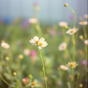 לְכָה דוֹדִי - Chupa