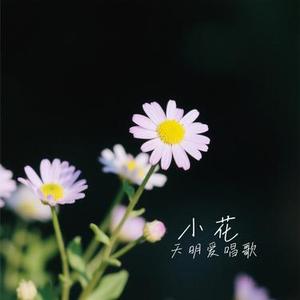 小花(Cover 谭维维 & 于冬然)