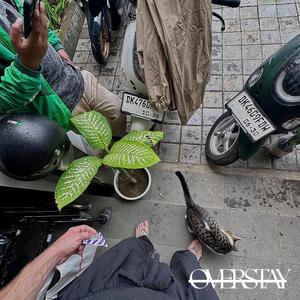 Overstay