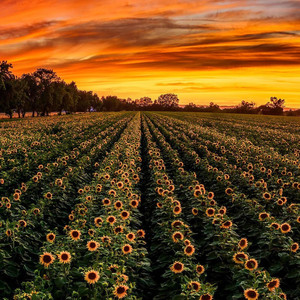 为你停留在此地