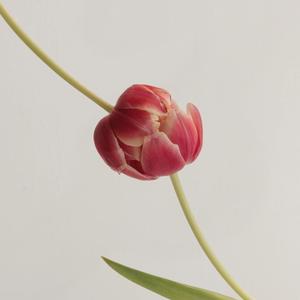 Tulipanes (feat. Yucari)