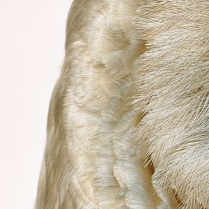 A Row Has Broken Out