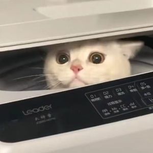 玫瑰（翻自 要不要买菜）