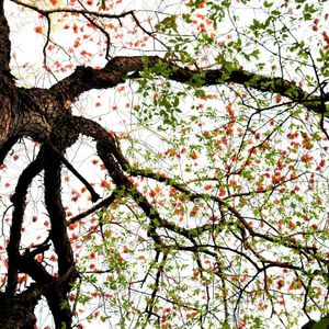 迟迟（Cover：银临）