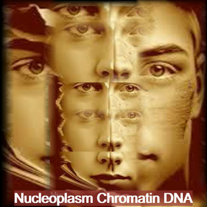 Nucleoplasm Chromatin Dna