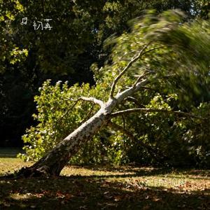 大风吹倒梧桐树 (Cover 侯泽润)