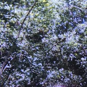 LL synthesizer type beat