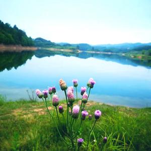 桂花乡韵 (现场)