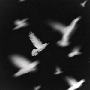 Dove