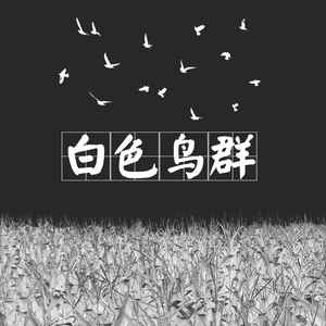 白色鸟群