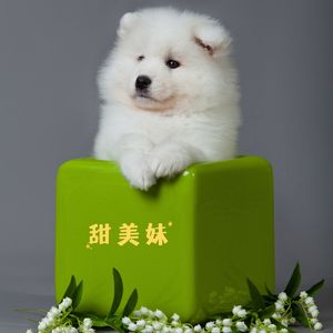 甜美妹 (狗狗安抚)