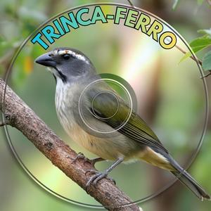 Trinca-Ferro: Canto Eu Sou Terrível (Modo de Imposição)
