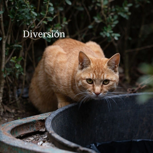 Diversión
